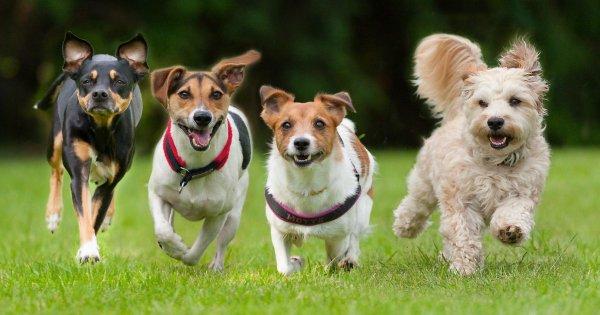 Bien choisir la race de son chien | 3 étapes clés - KanPaw