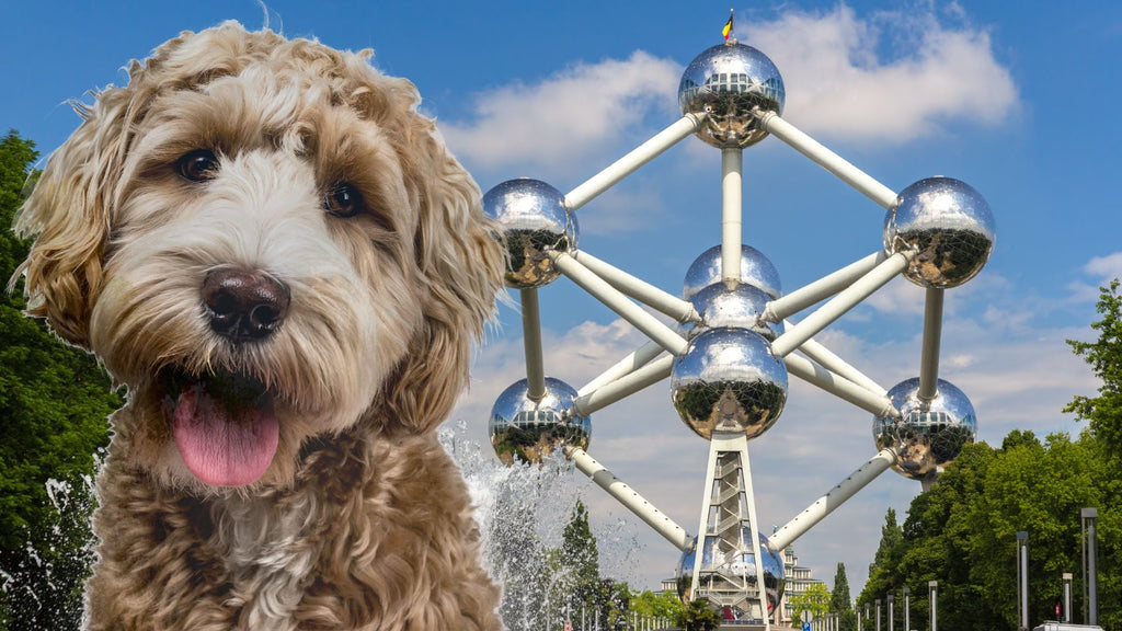 Promener son chien à Bruxelles : 5 lieux incontournables
