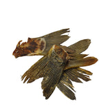 Queue de carpe - KanPaw